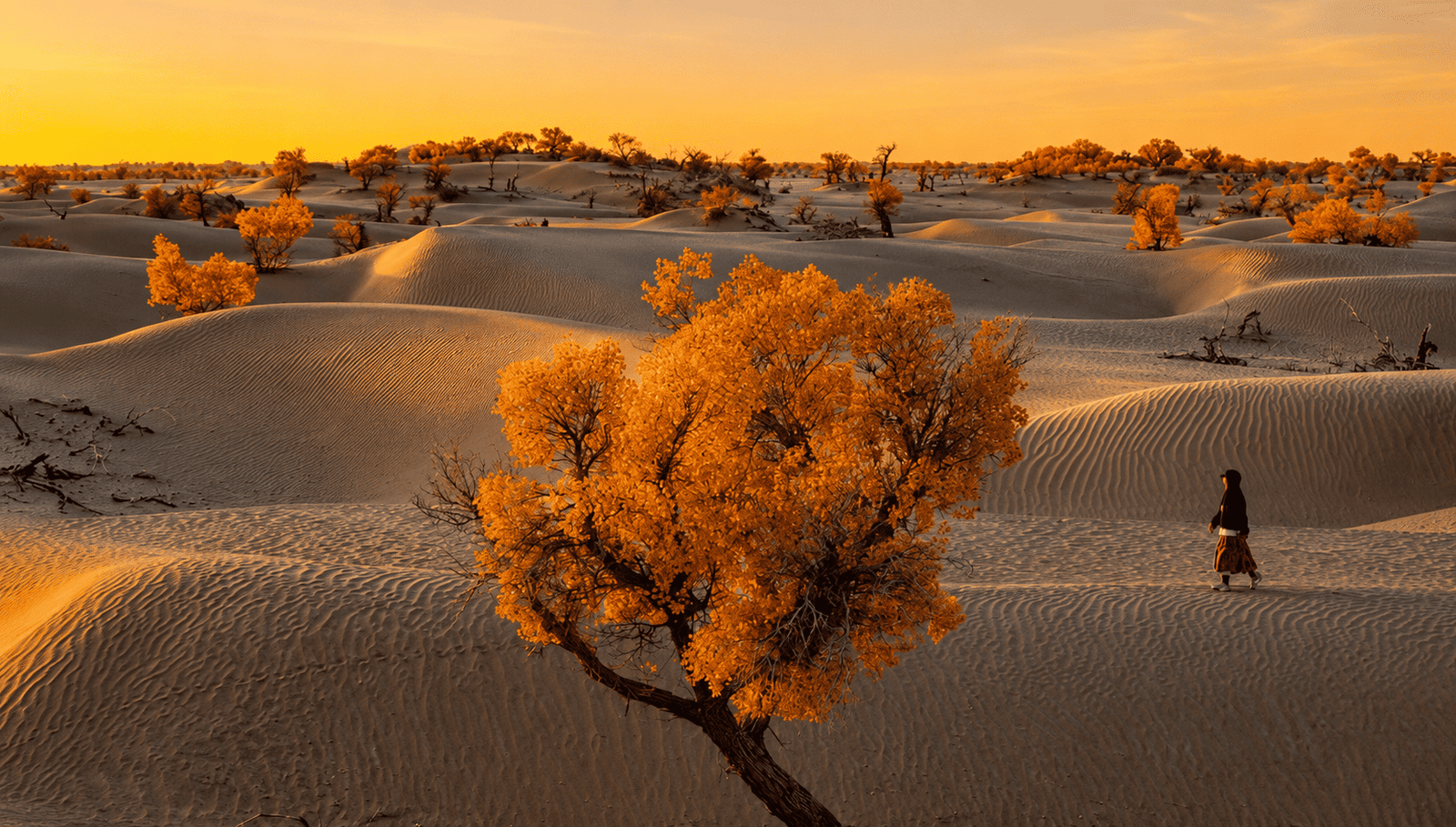 Desert trees and sand dunes